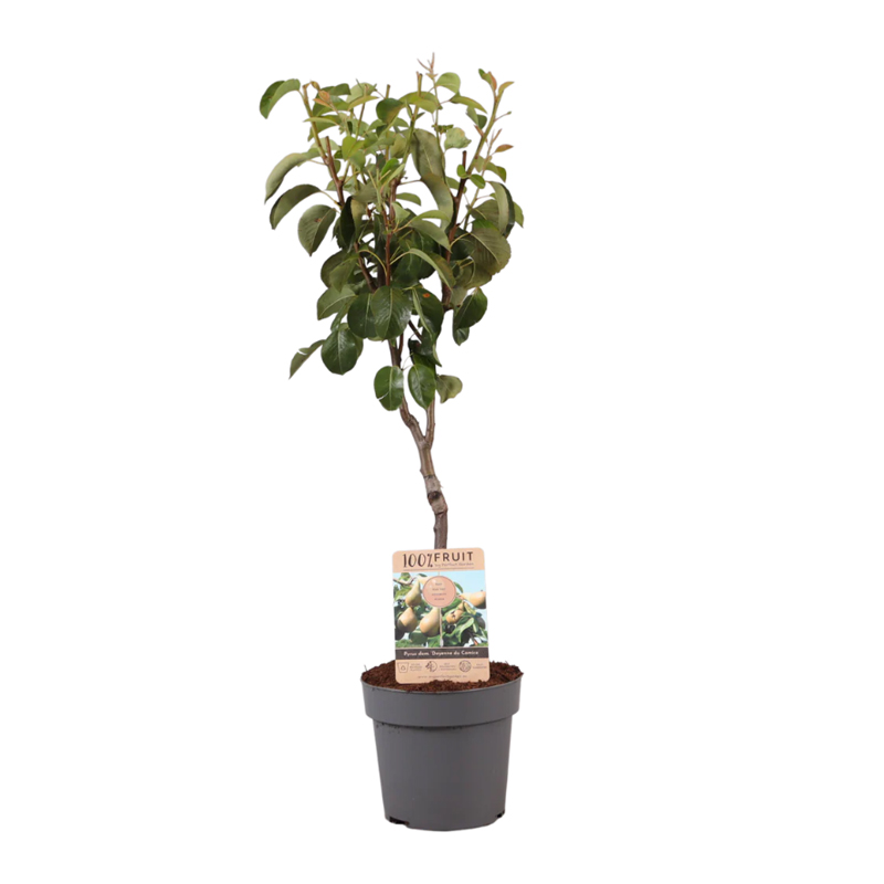 Fruitboom 95 cm - Afbeelding 5